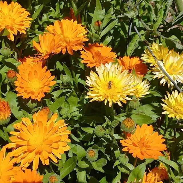 More pollinators!  Enjoying the calendula that self seeded in the garden.  They SMELL SO GOOD!! #organicfarm #pesticidefree #organicfood #farmtotable #familyfarm #localfood