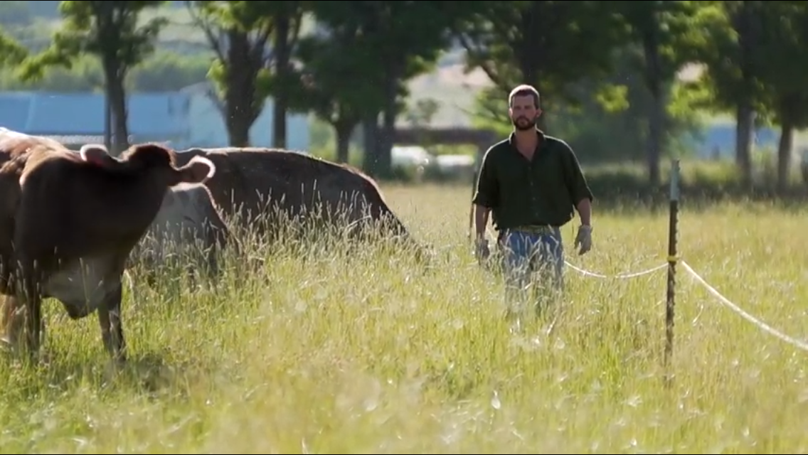 What Is Organic Beef? Why Organic Certification Matters