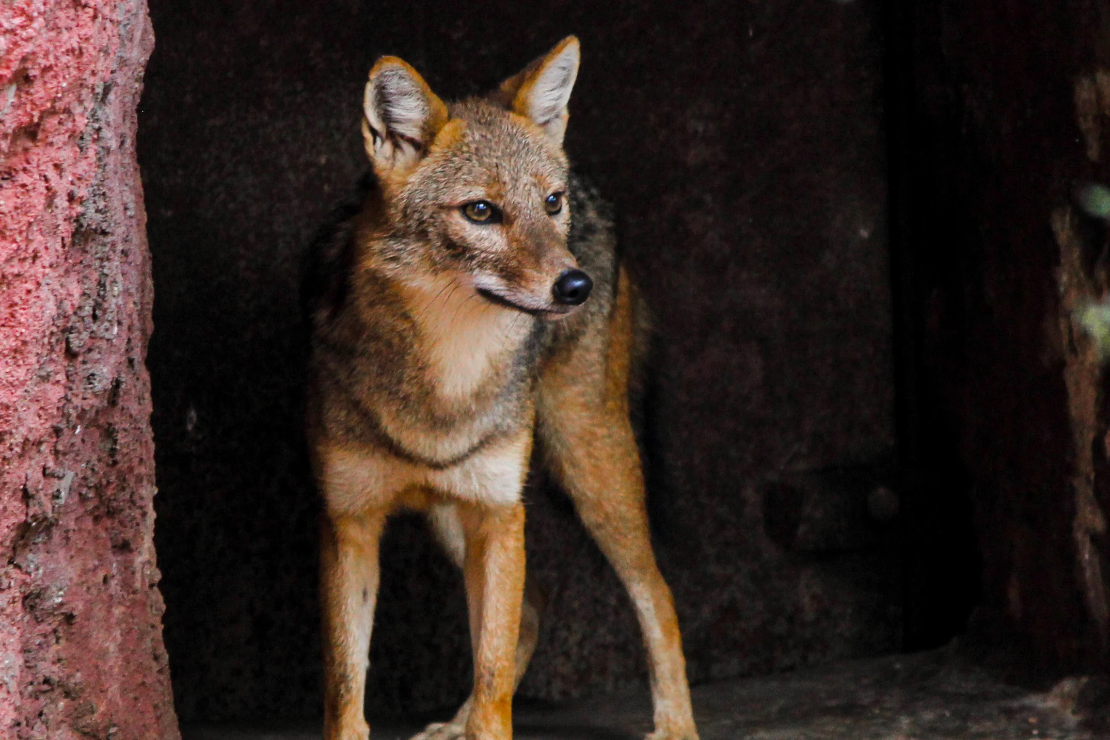 Living with Coyotes in Our City