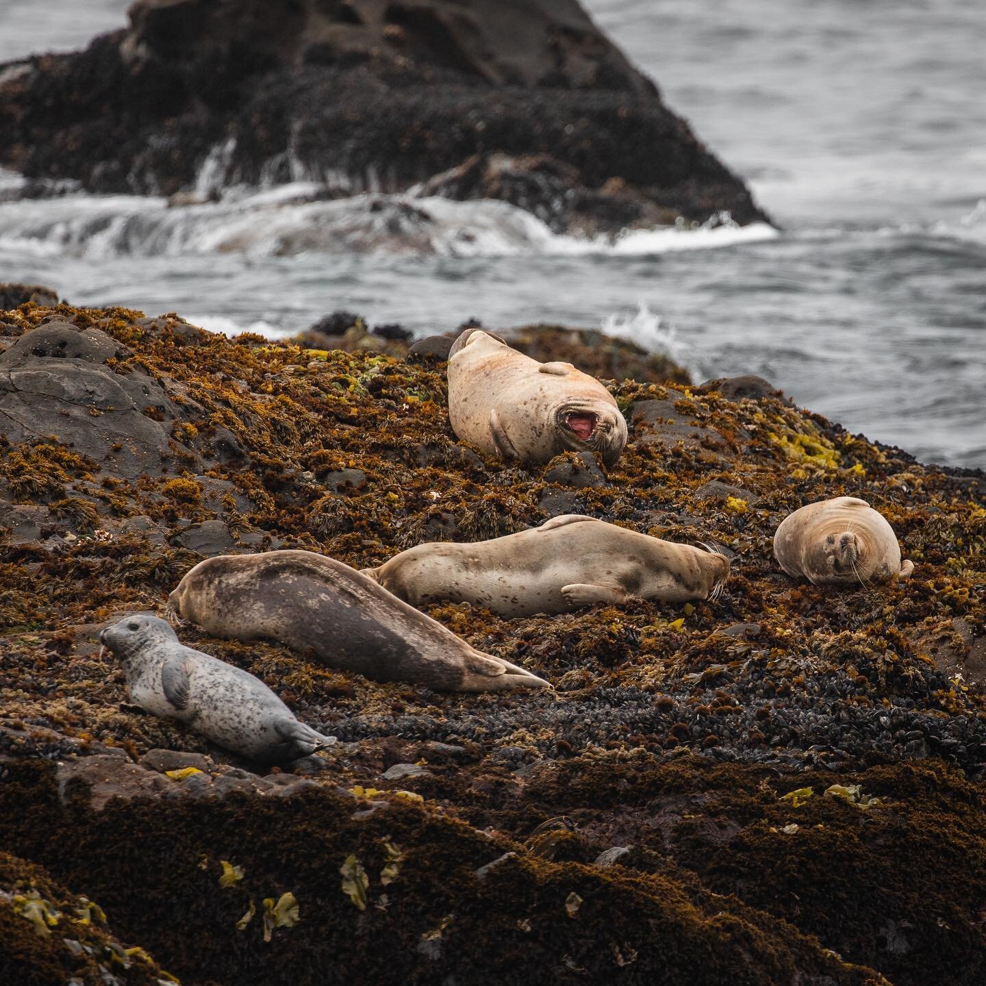 A group of seals is usually called a pod, but it can also be called a &ldquo;plump&rdquo; 

A plump of seals.