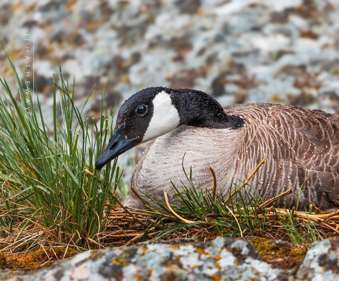 Quack