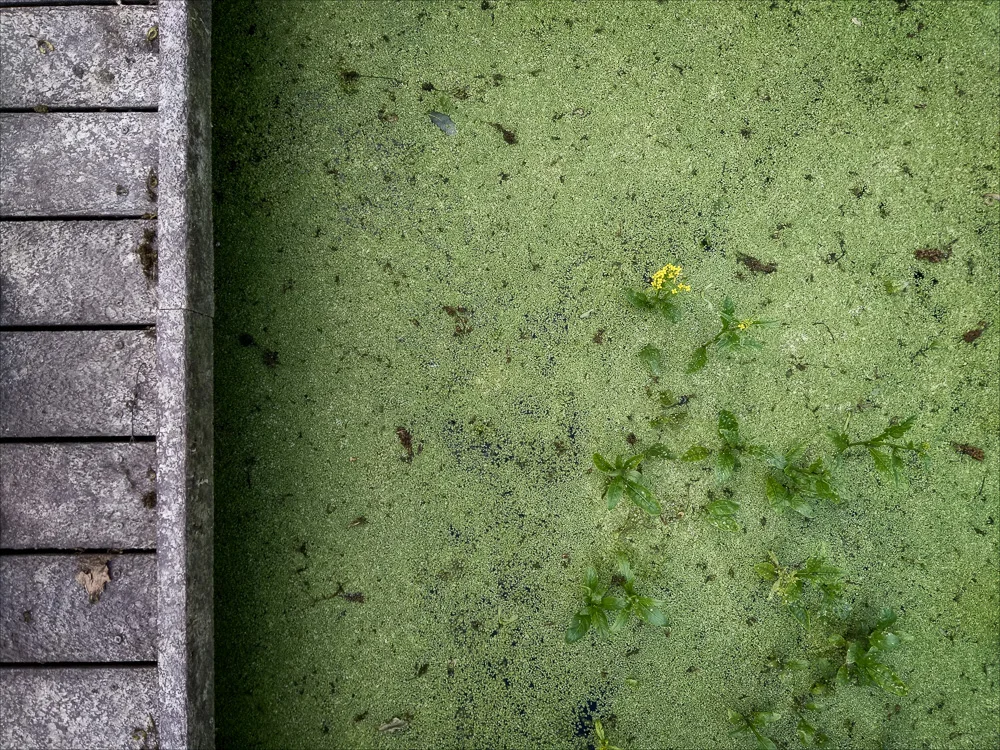down-by-the-pond-5.jpg