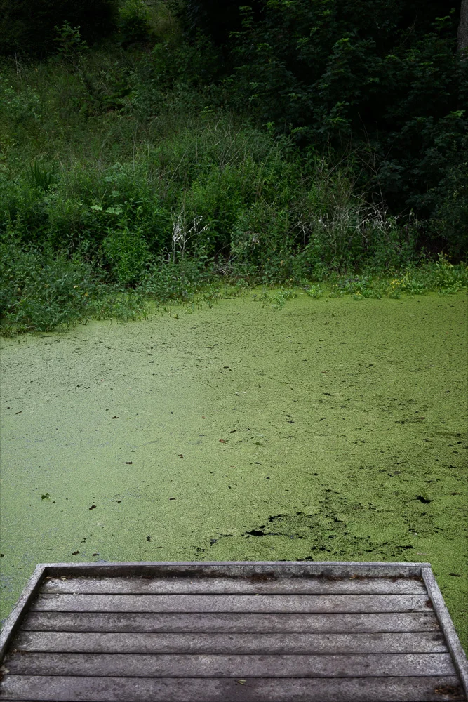 down-by-the-pond-slr-9.jpg