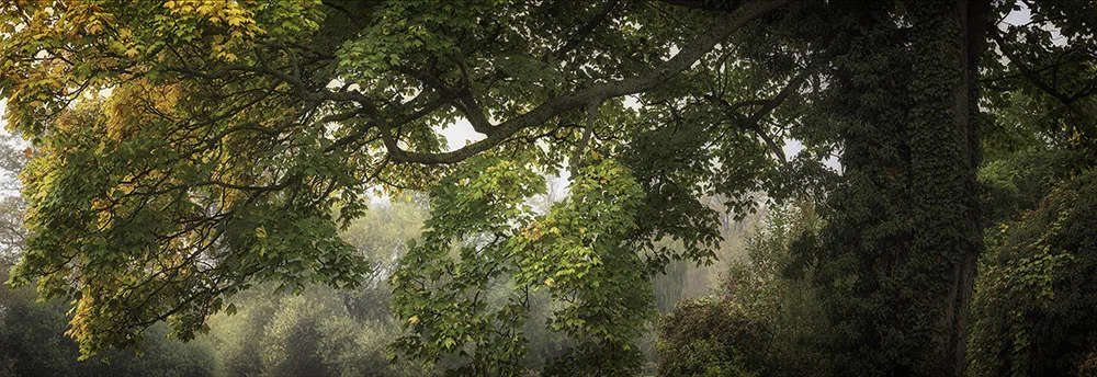 Autumnal Woodland © Andrew Barrow 2018