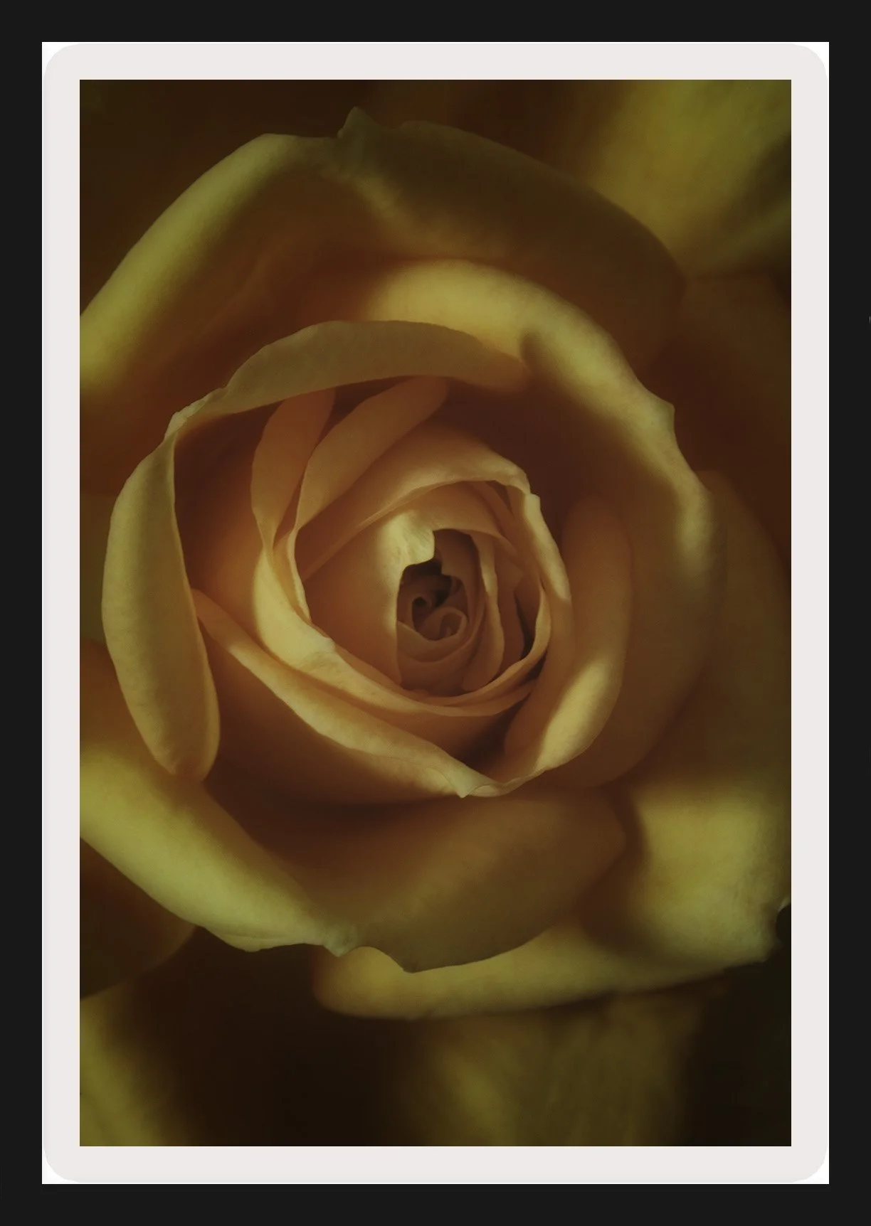 orange-rose-frame.jpg