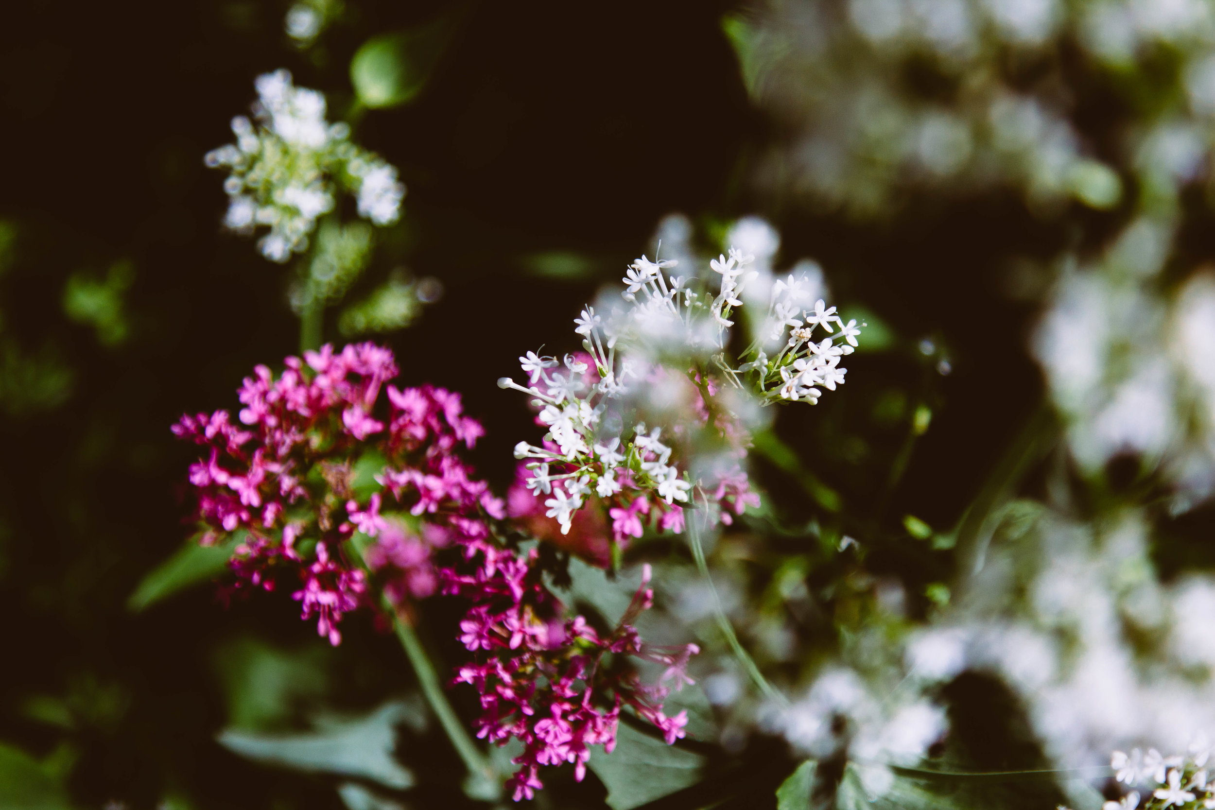 cotswolds_10june2018-74.jpg