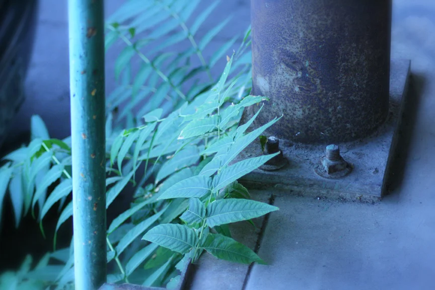 Photo_ColdBloom.jpg