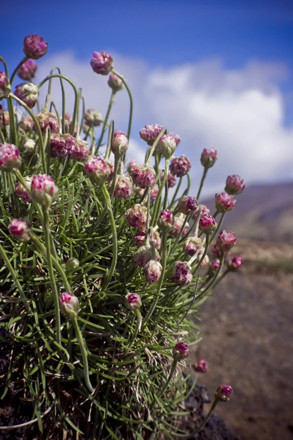 Iceland_5418.jpg