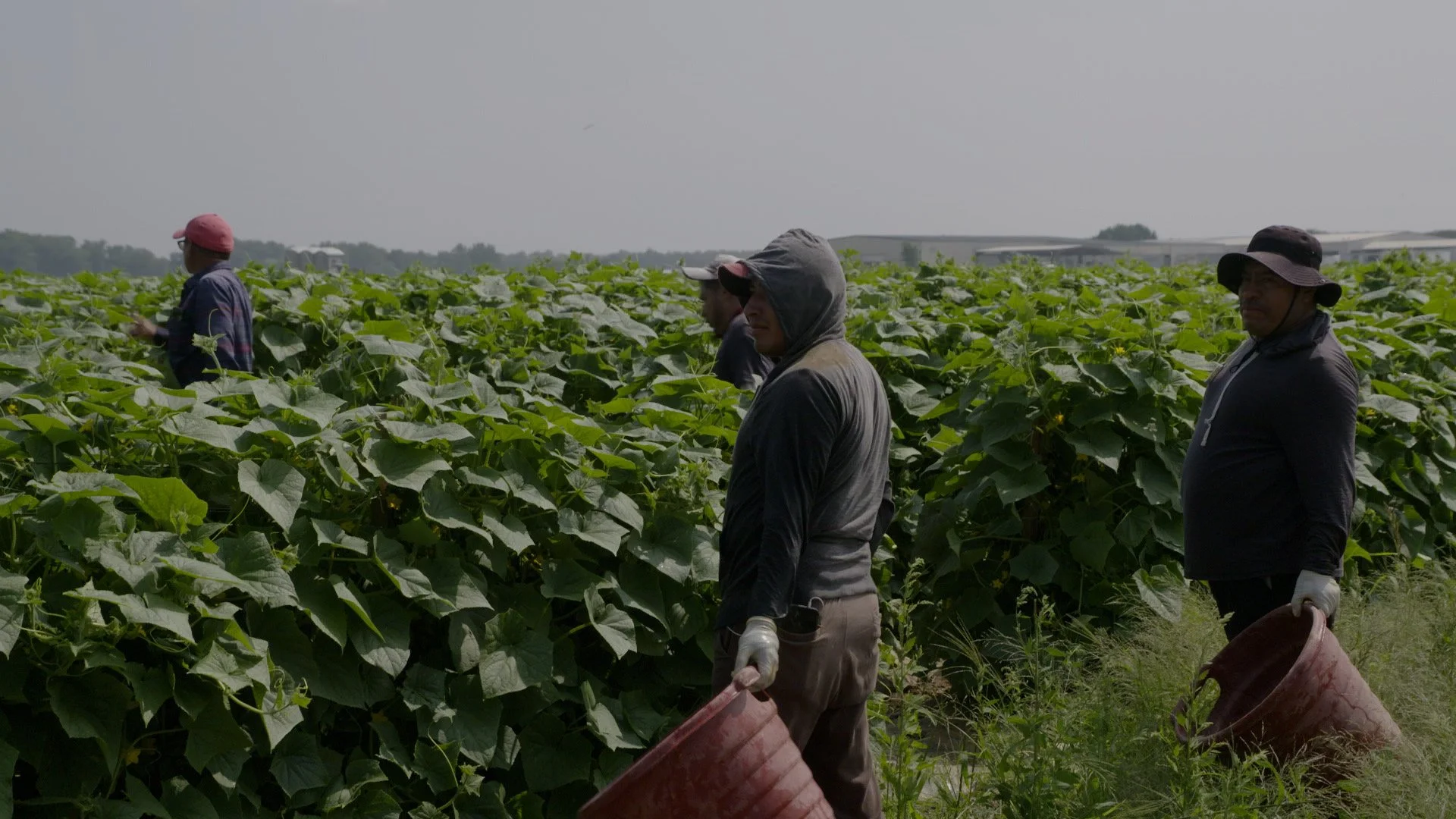 Rising Seas Threaten New Jersey's Coastal Farming Heartland (Short Doc)