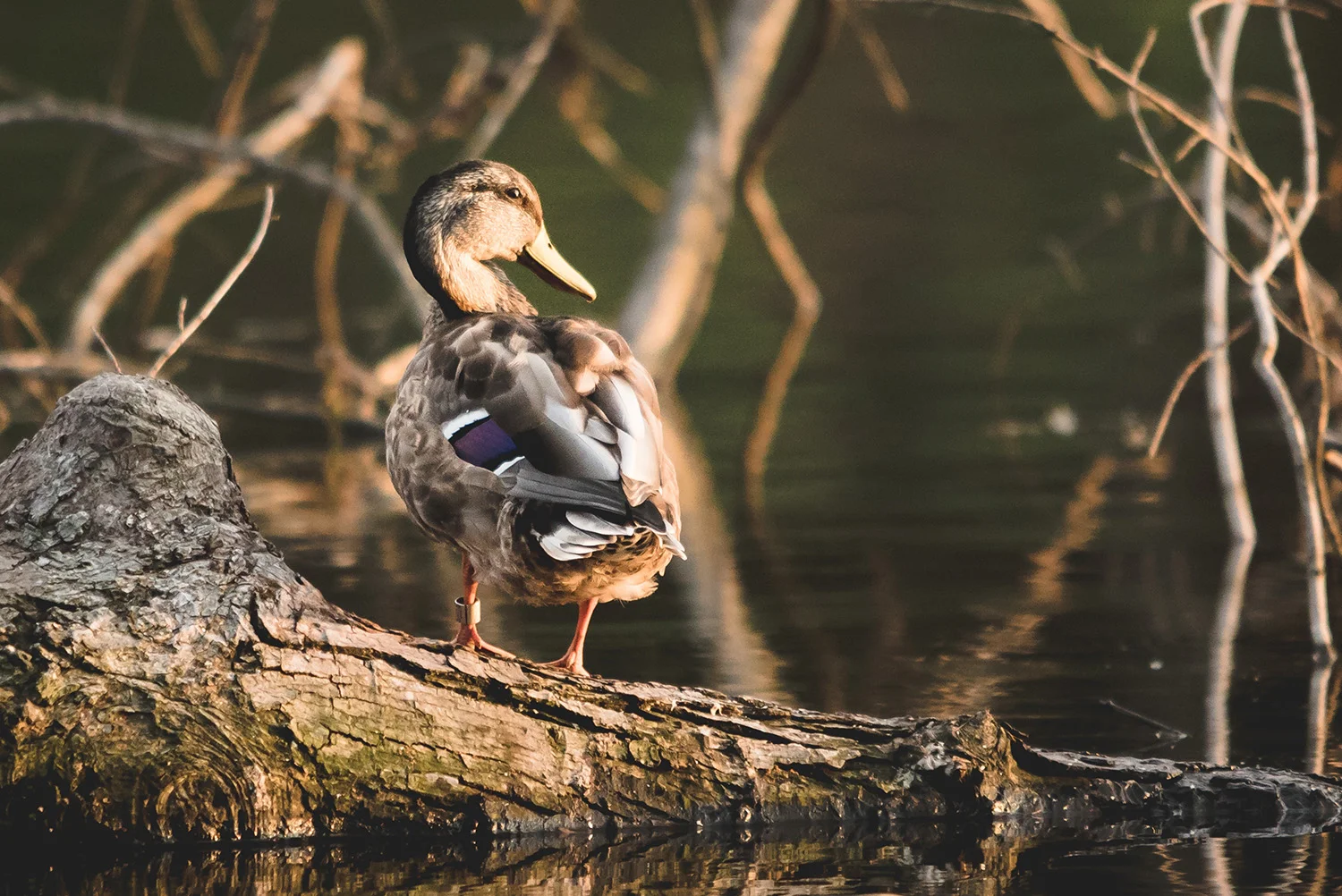 stock-duck1.jpg