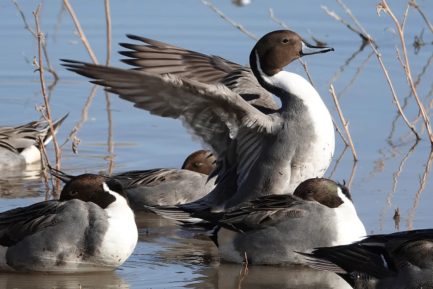 stock-duck2.jpg