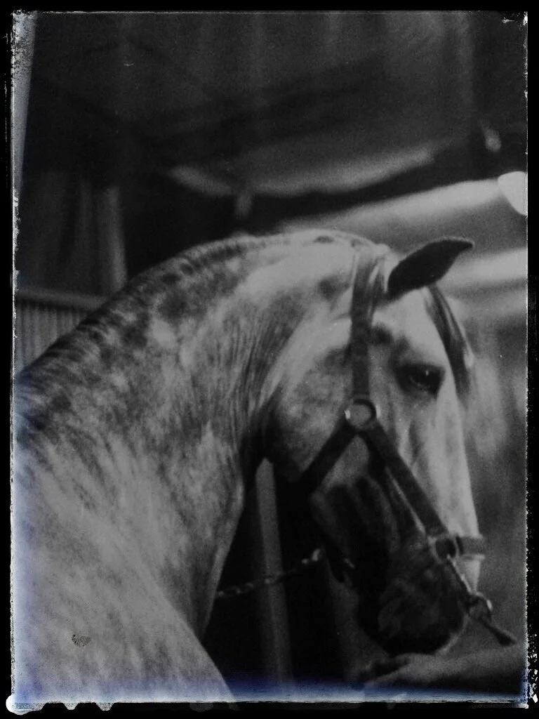 my very first master DEMO, Lusitano