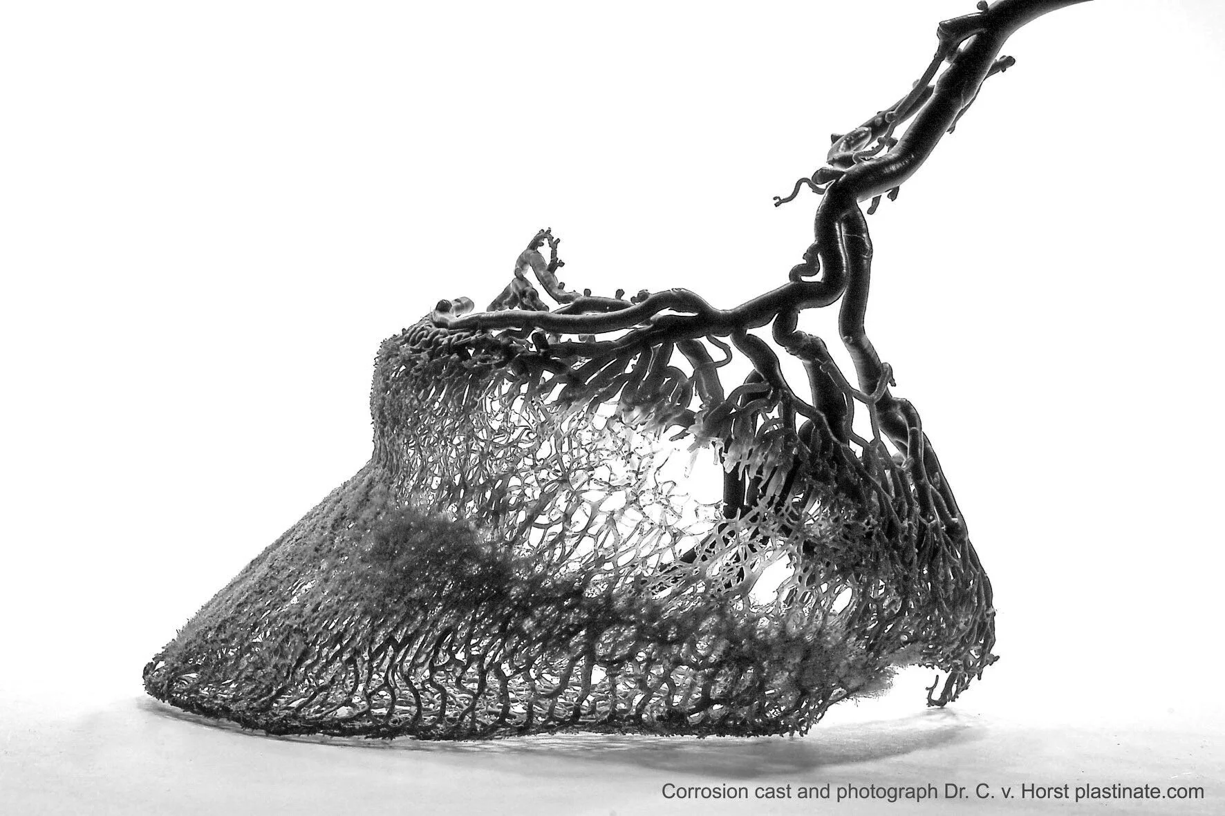 Horse's hoof is amazingly interesting to study