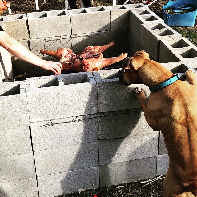 Brix had a heck of a time at the inaugural @popspost Pitmaster&rsquo;s Cookout yesterday!
&bull;
&bull;
#brix #brixbarbecue #wholehog #hogroast #bbq #texasbbq #steak #smoke #fire #brixsquad #meateater #boxersofinstagram #dog #pancetta #meatandfire #f