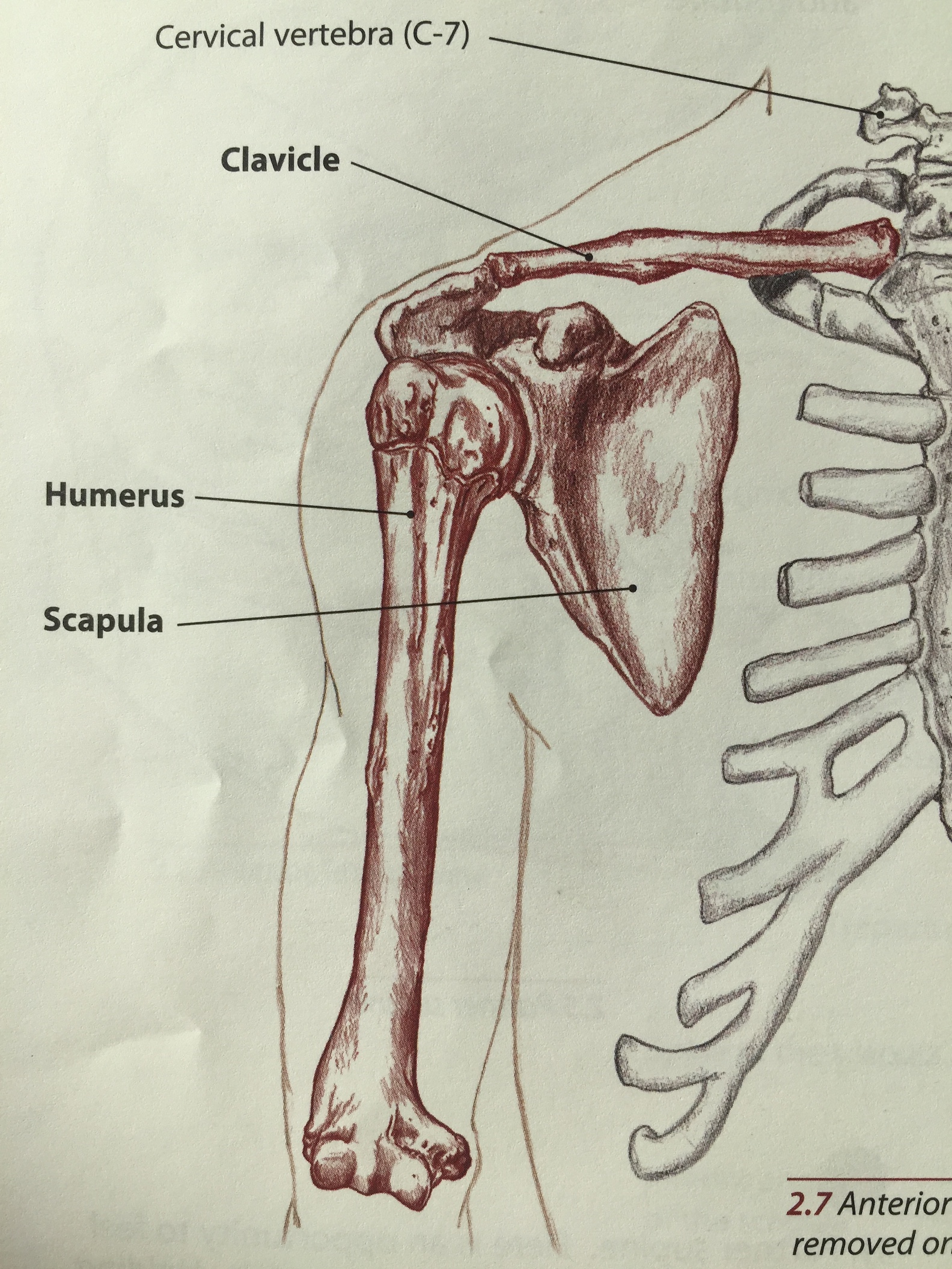 The Shoulder: Bony Anatomy, Part 2 — Tami Apland