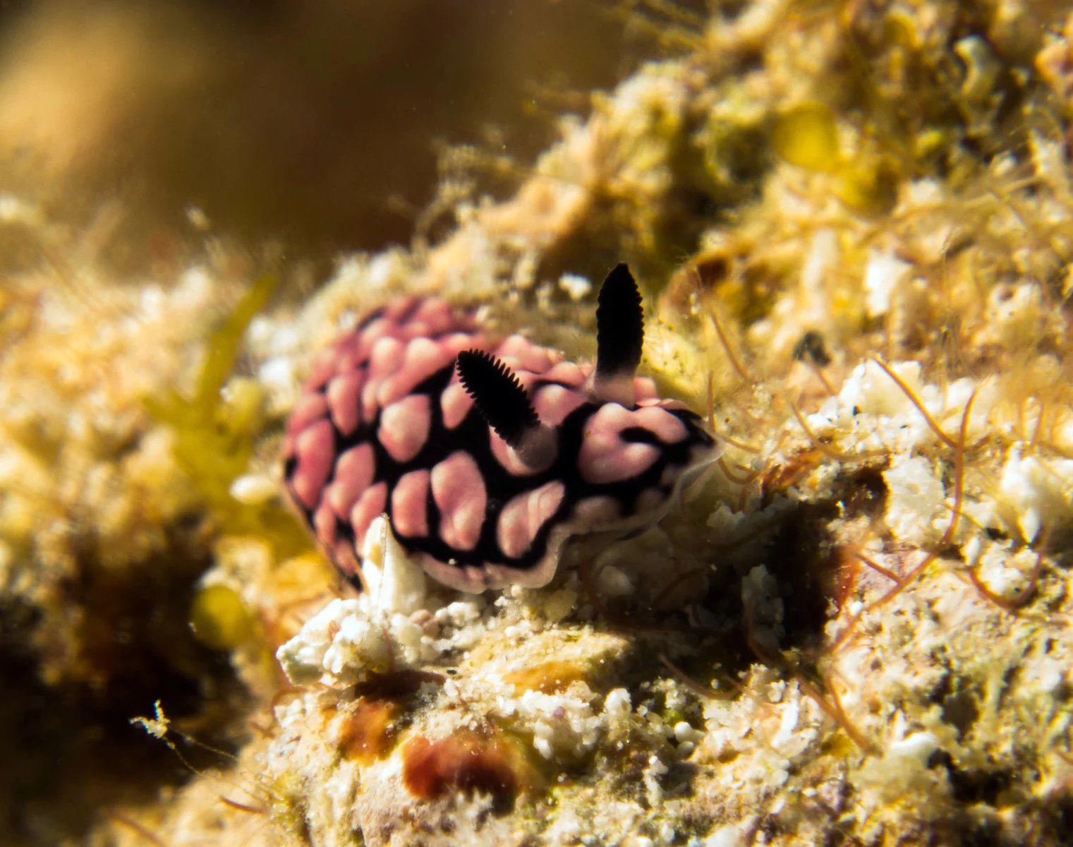 rose nudi.jpg