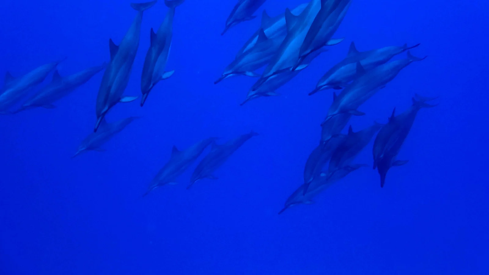 Dolphins.jpg