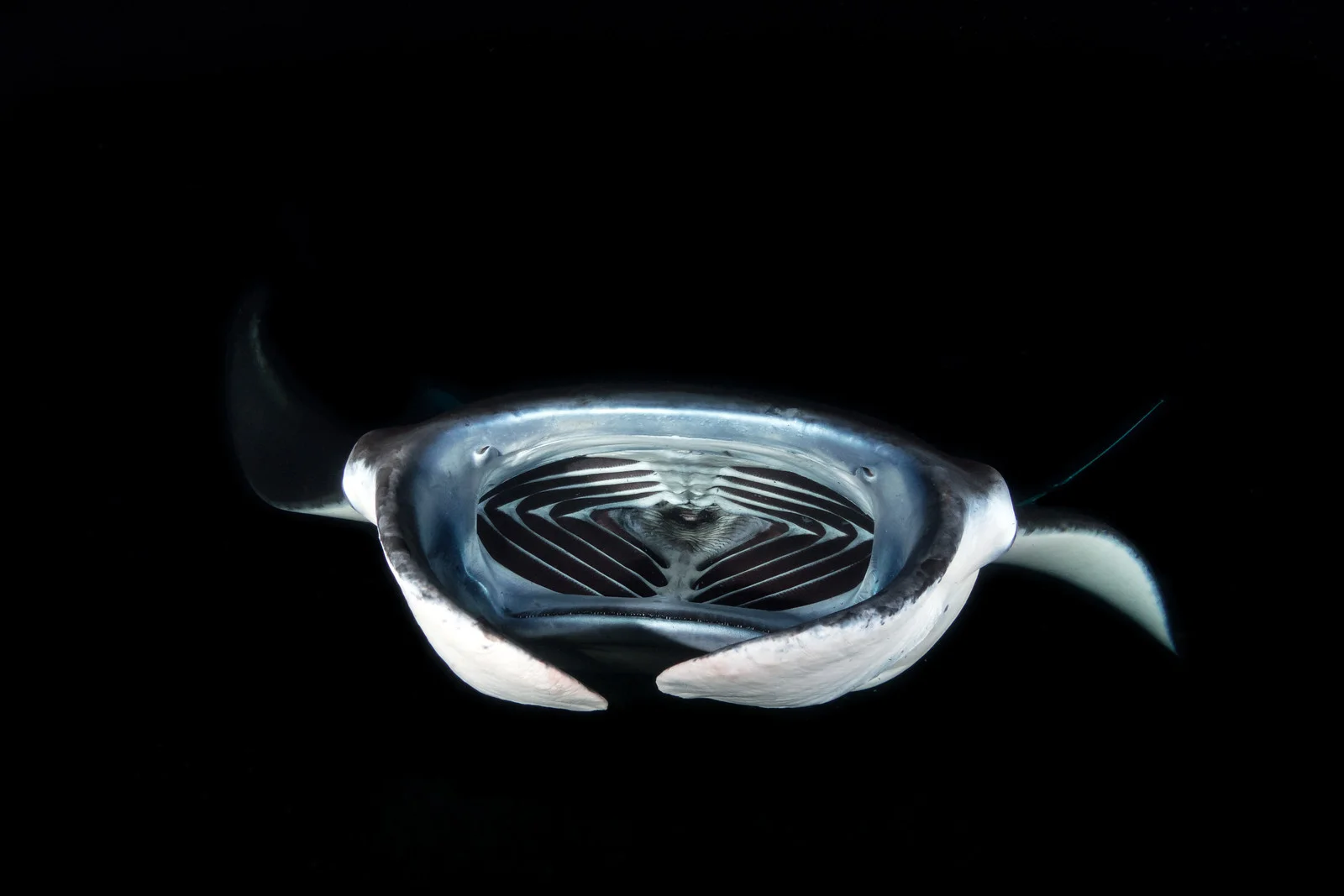manta1a PS.jpg