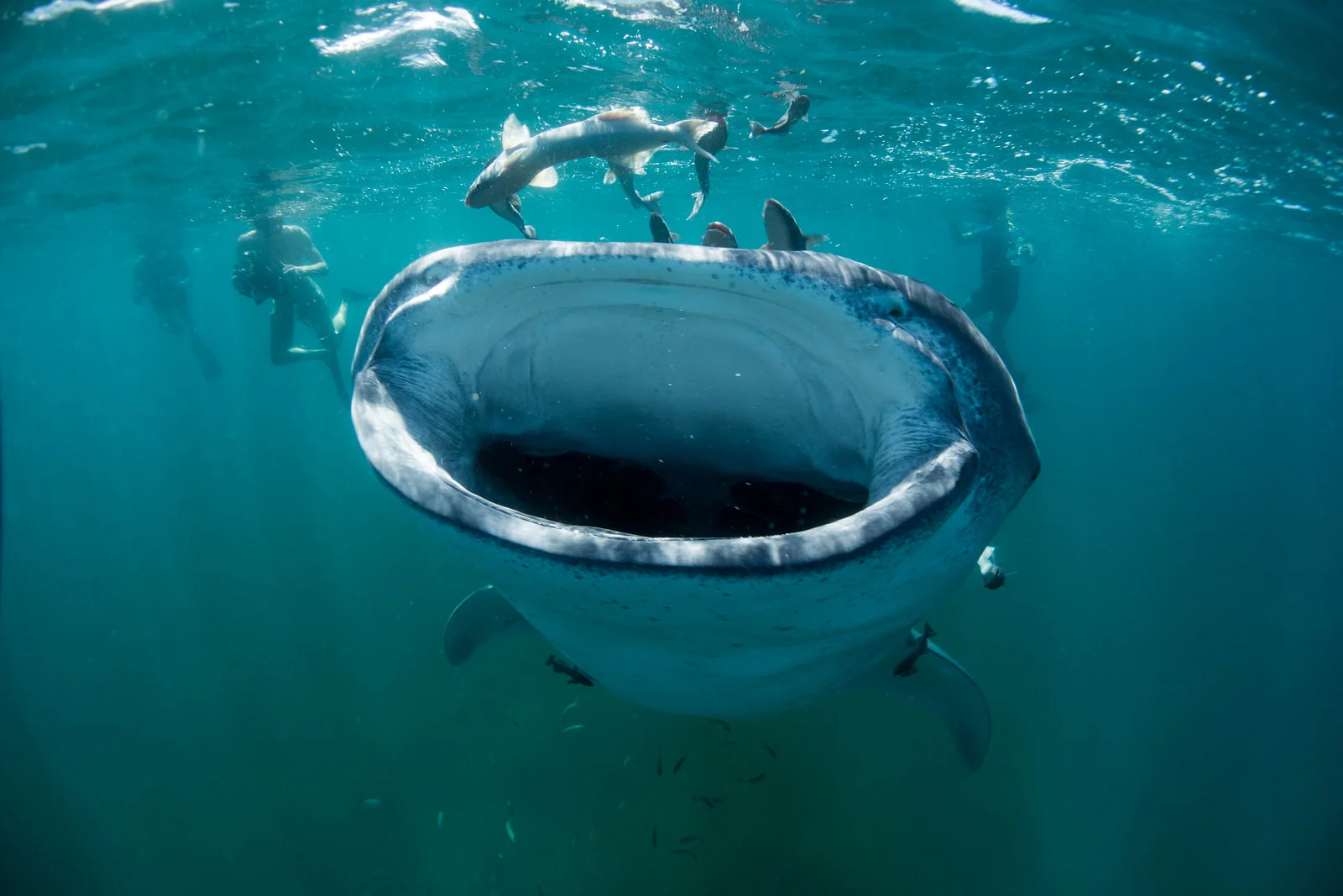 whale%20shark%20open%20mouth-X3[1].jpg