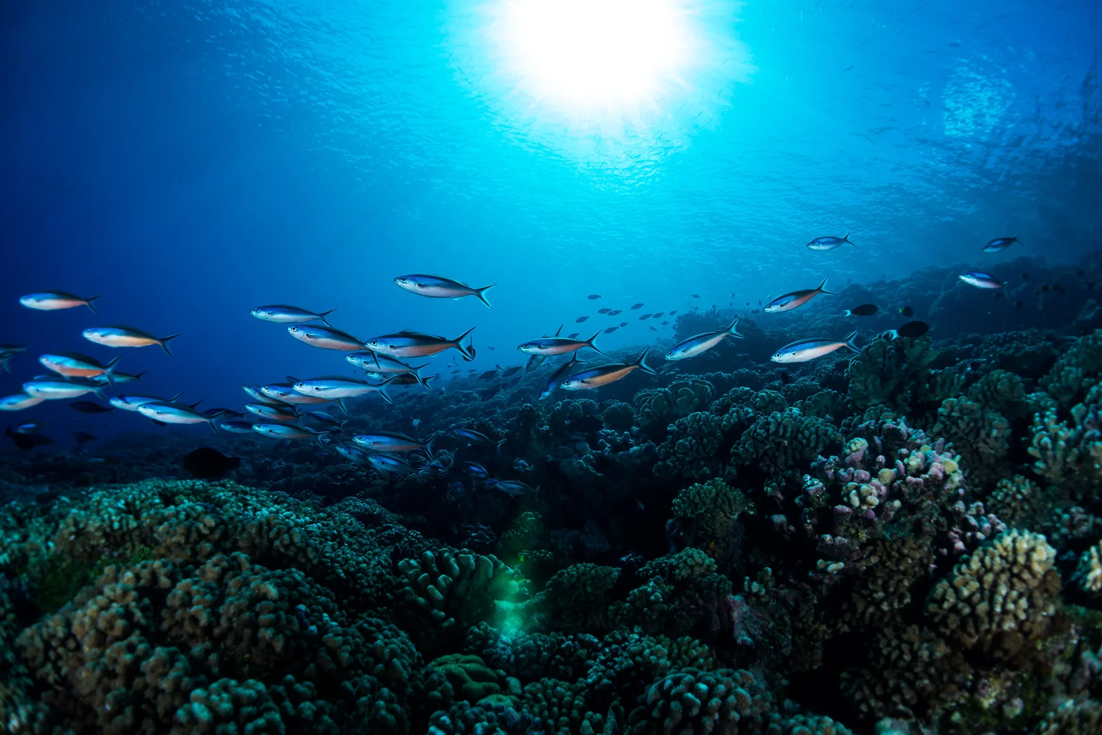 fusilier  (1 of 1).jpg