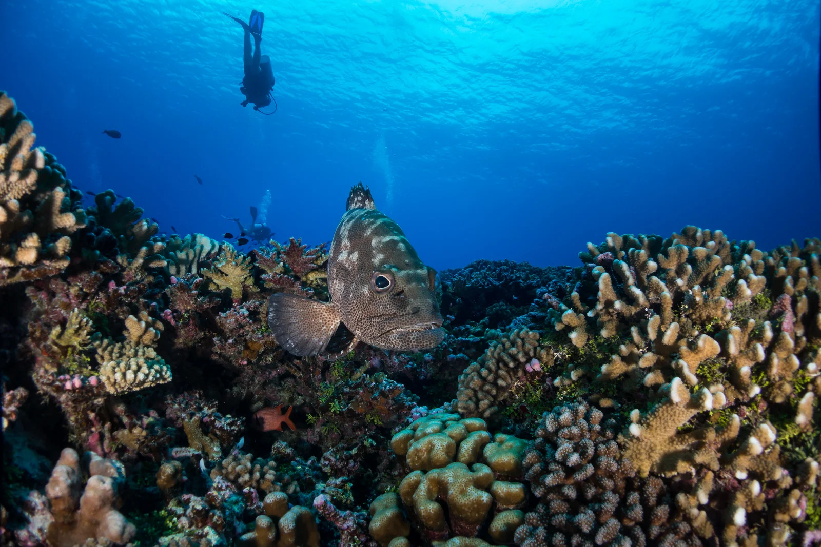 grouper (1 of 1).jpg