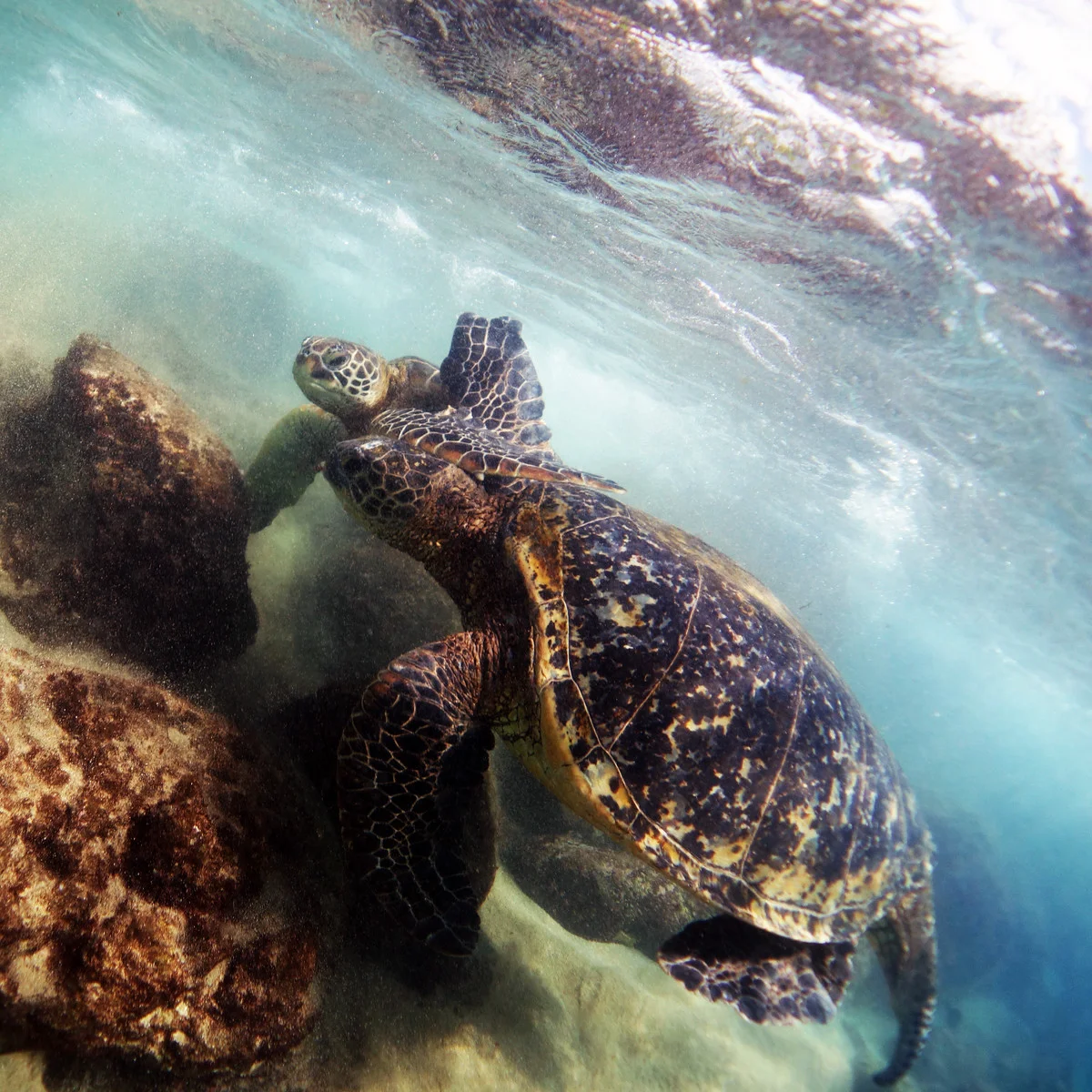      

 
  North Shore, Maui
UWL-04 Wide Angle Lens
 






















     