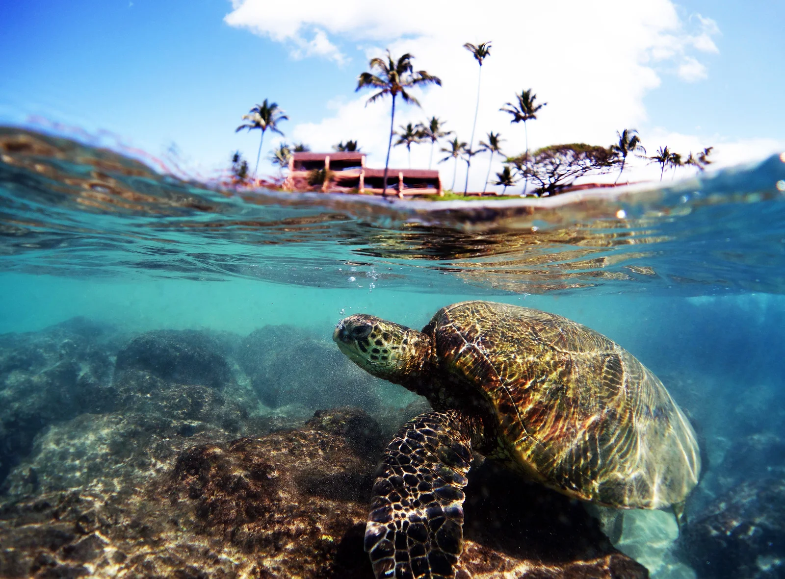      

 
  North Shore, Maui
UWL-04 Wide Angle Lens
 






















     