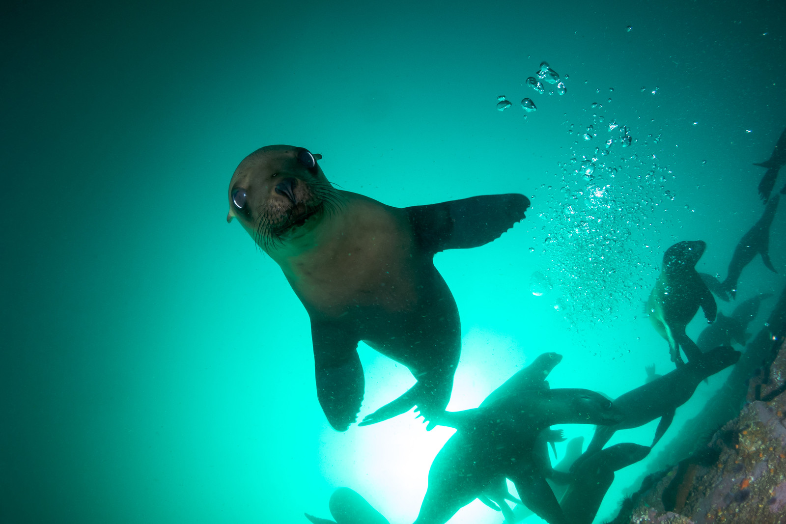 sealion1 PS.jpg