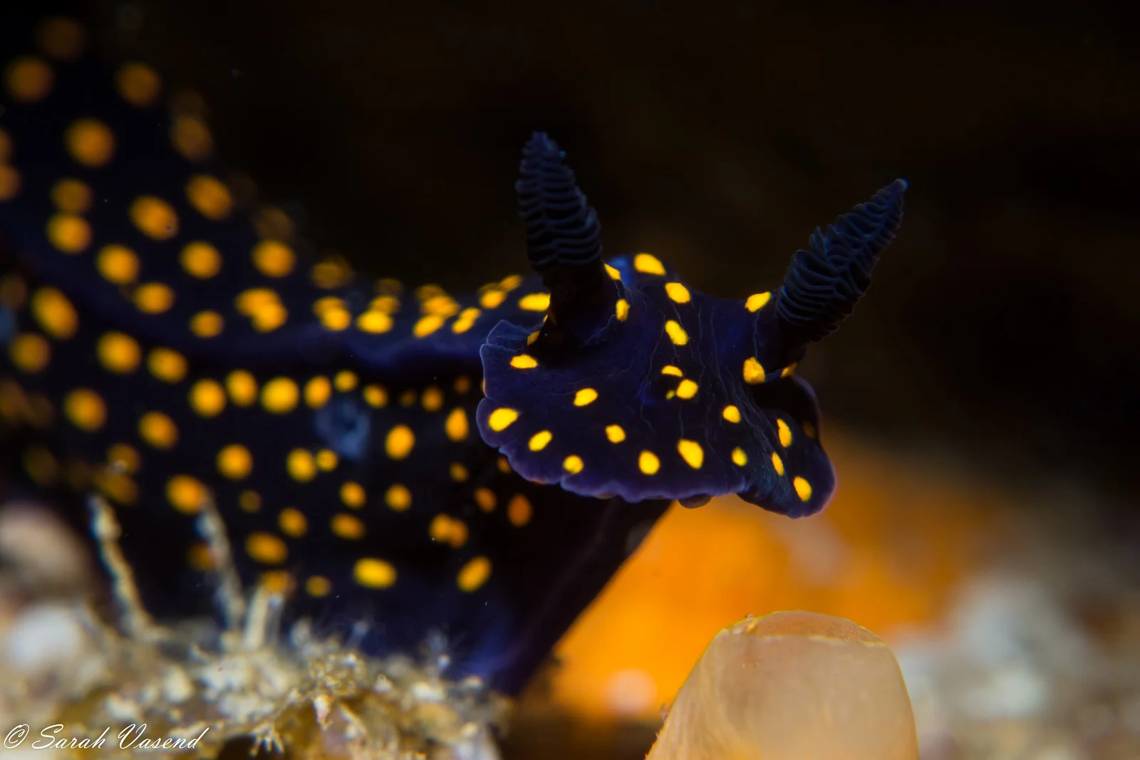Hypselodoris ghiselini.jpg