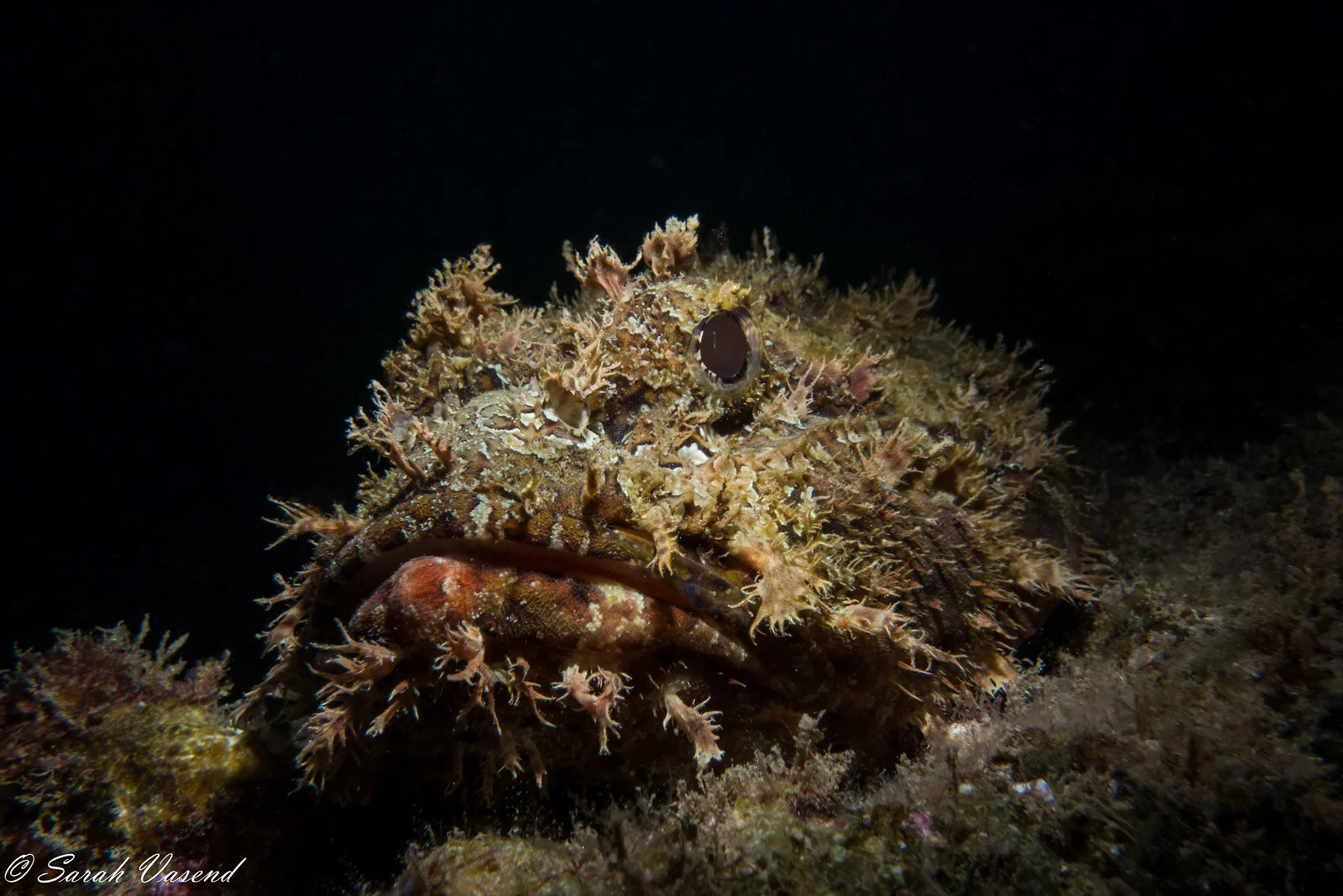 scorpionfish (1 of 1).jpg