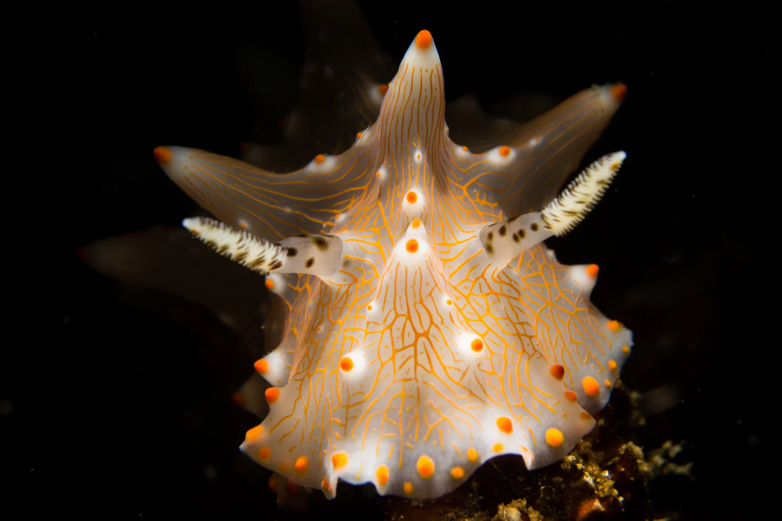 glowynudi PS.jpg