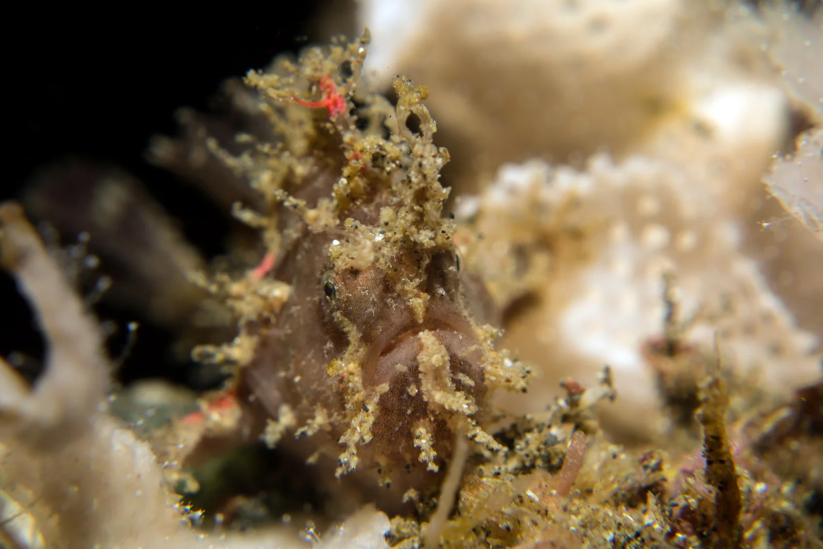 algaefrogfish PS.jpg