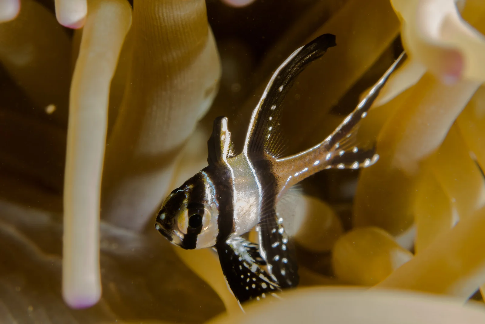 Cardinalfish3 PS.jpg