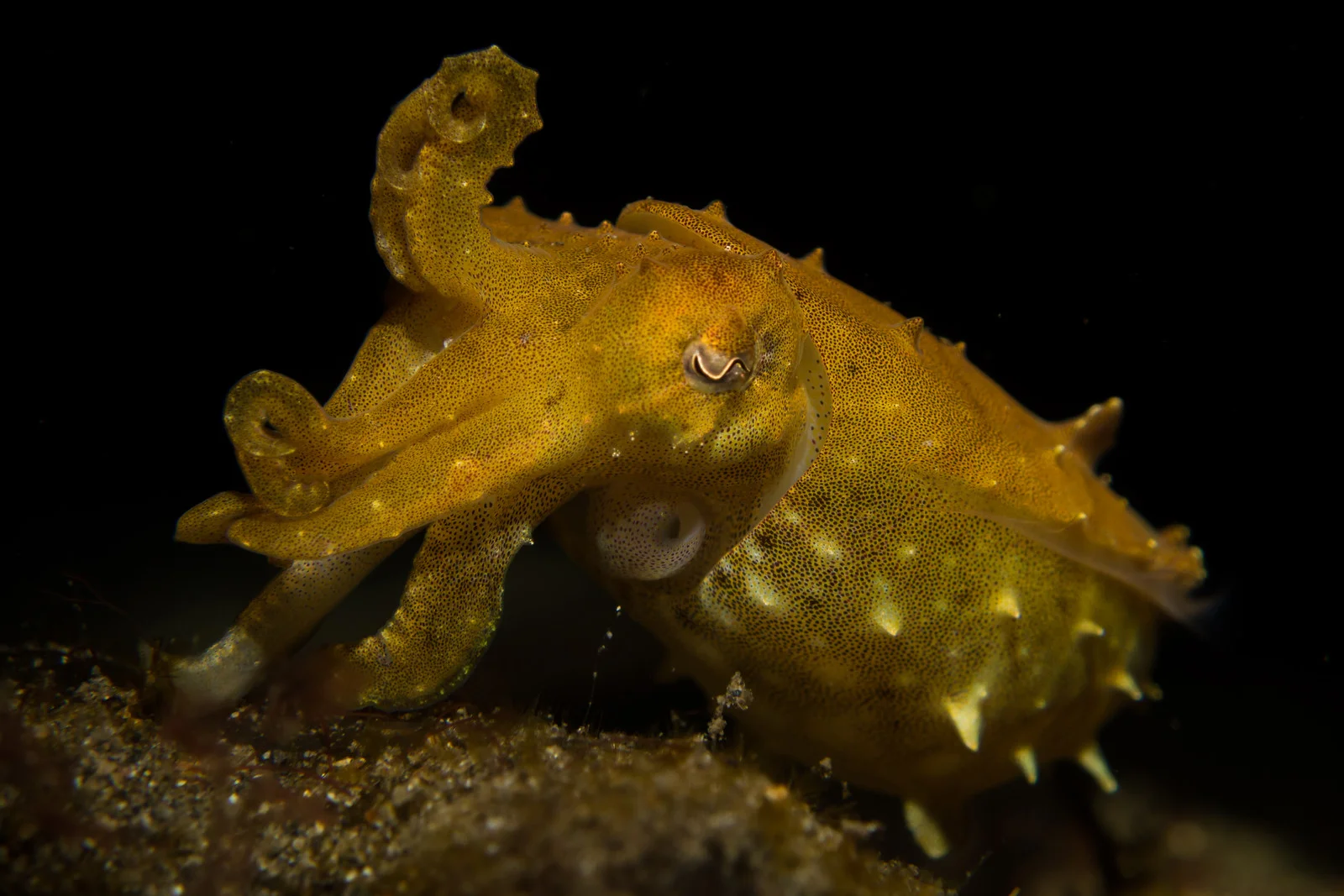 cuttlefish PS.jpg