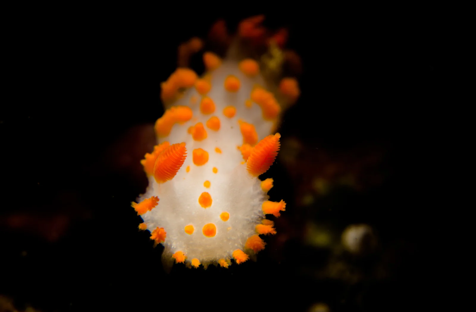 ClownNudi2PS.jpg