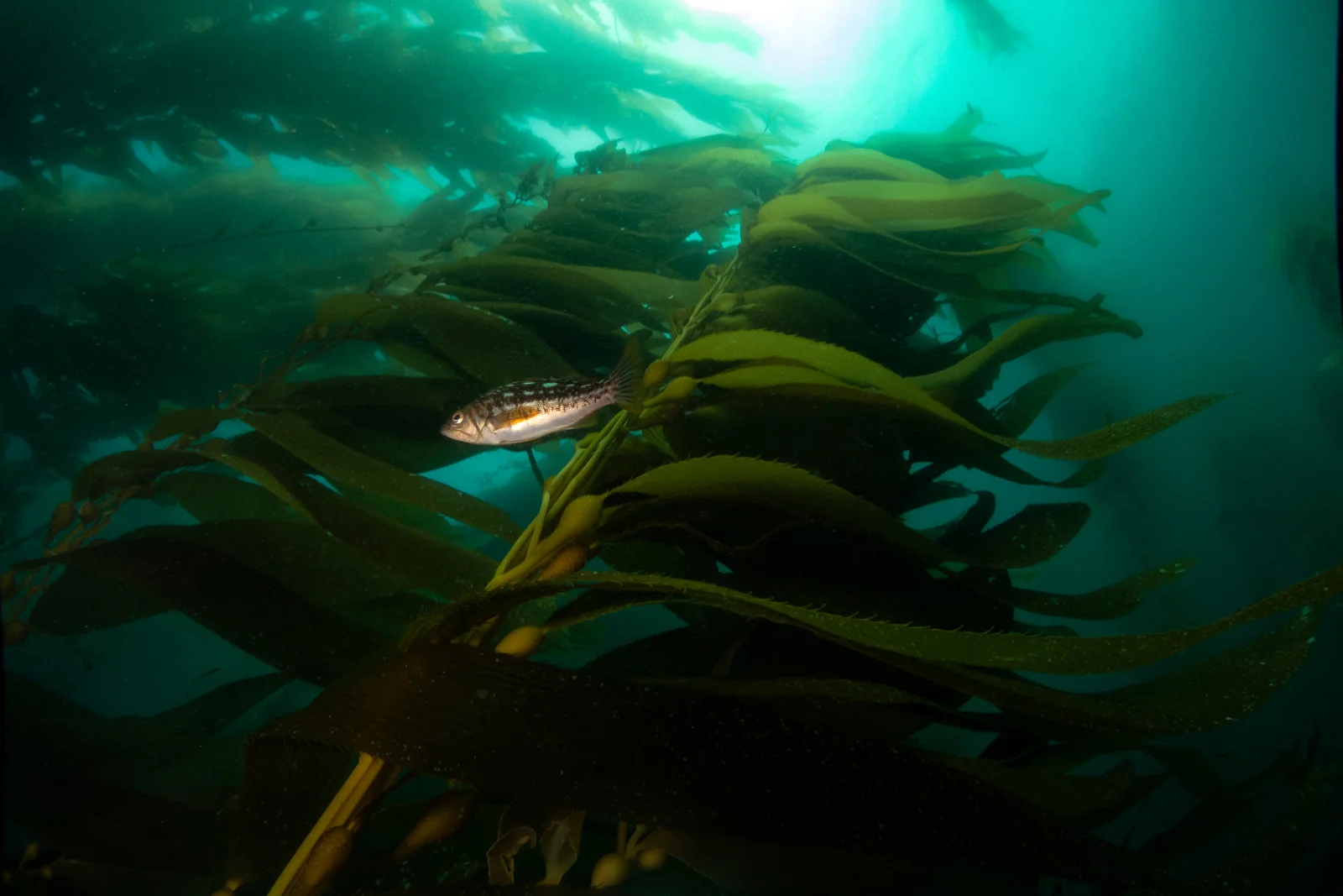 KelpShot2PS.jpg