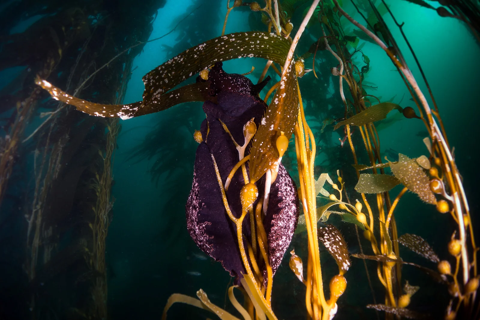 SeahareKelp1PS.jpg
