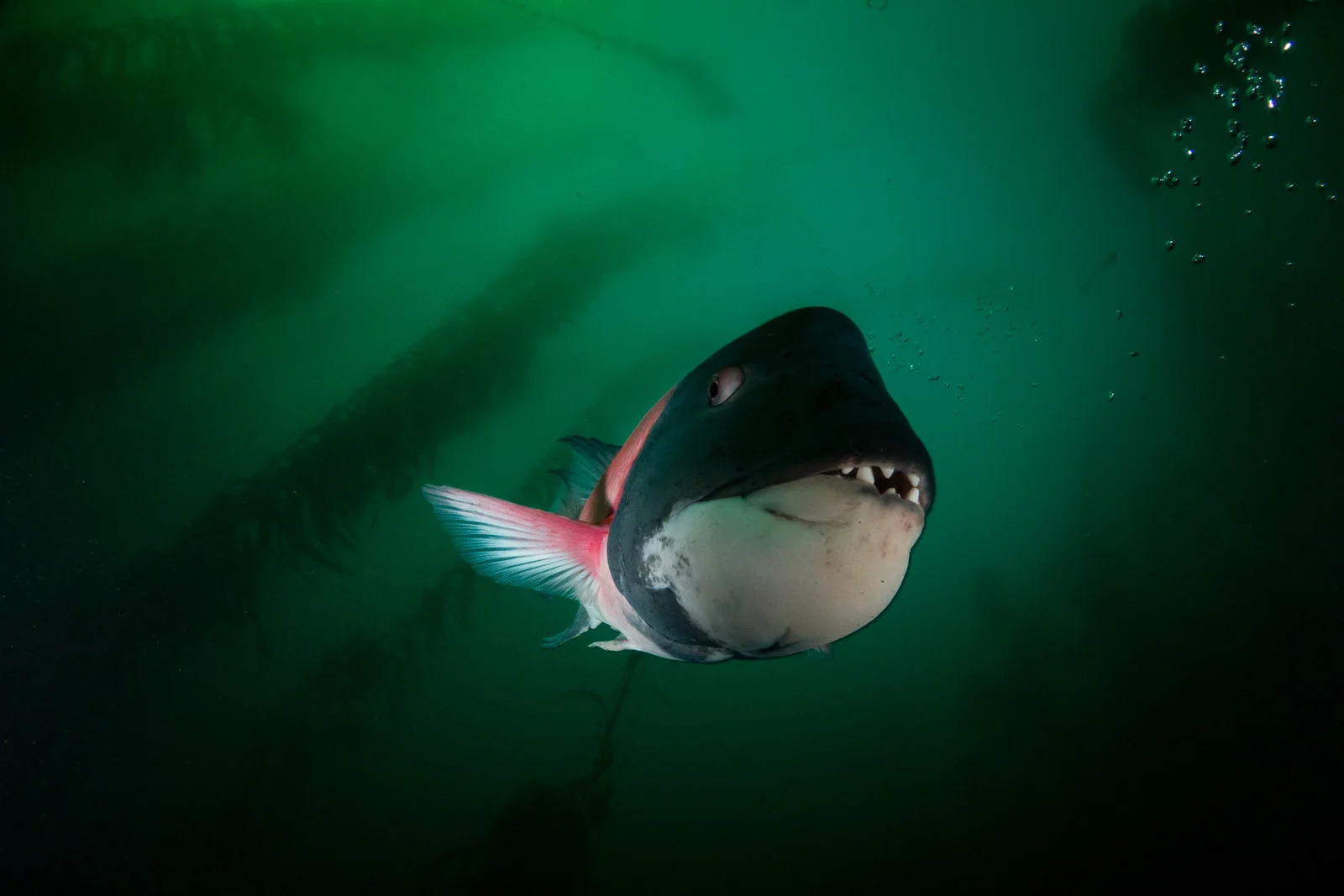 Sheephead3PS.jpg