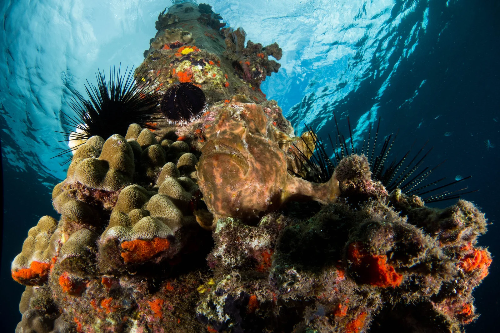frog fish on a pole.jpg