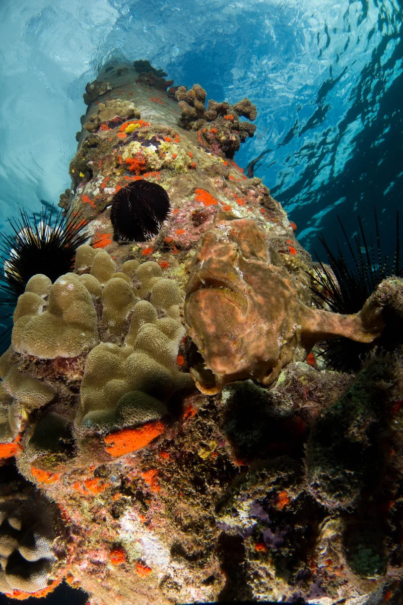 frog fish on a pole2.jpg