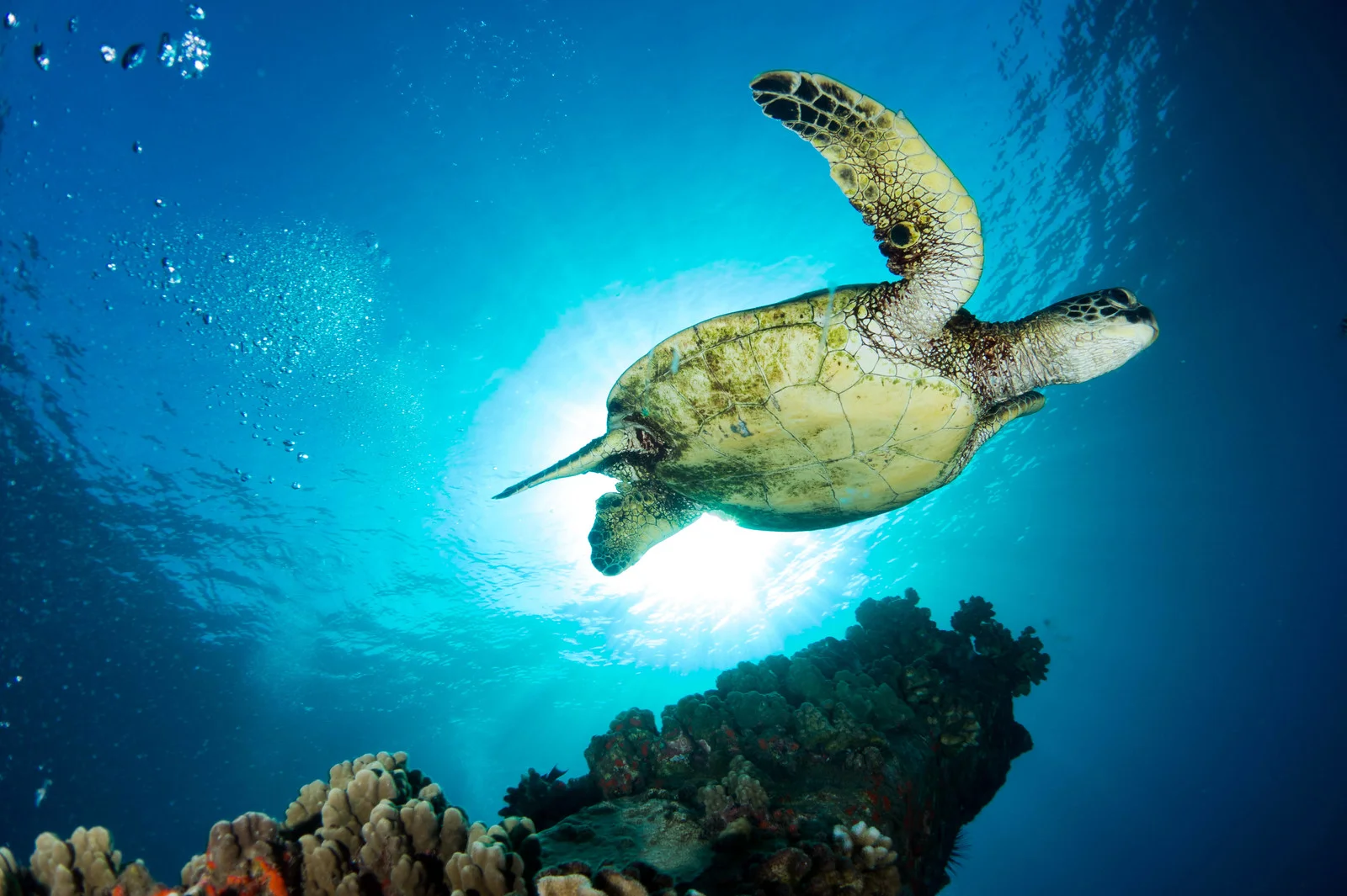 Honu sunburst.jpg
