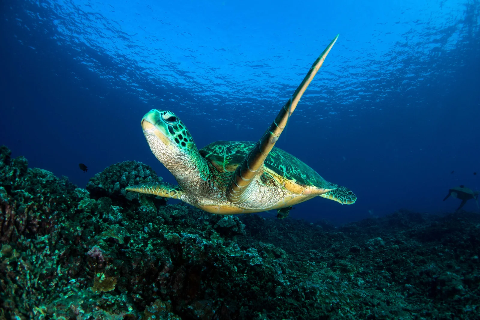 Honu.jpg