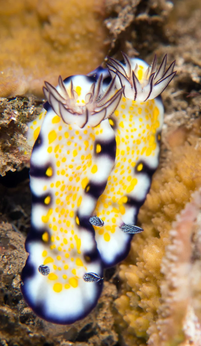 Imperial nudi2.jpg