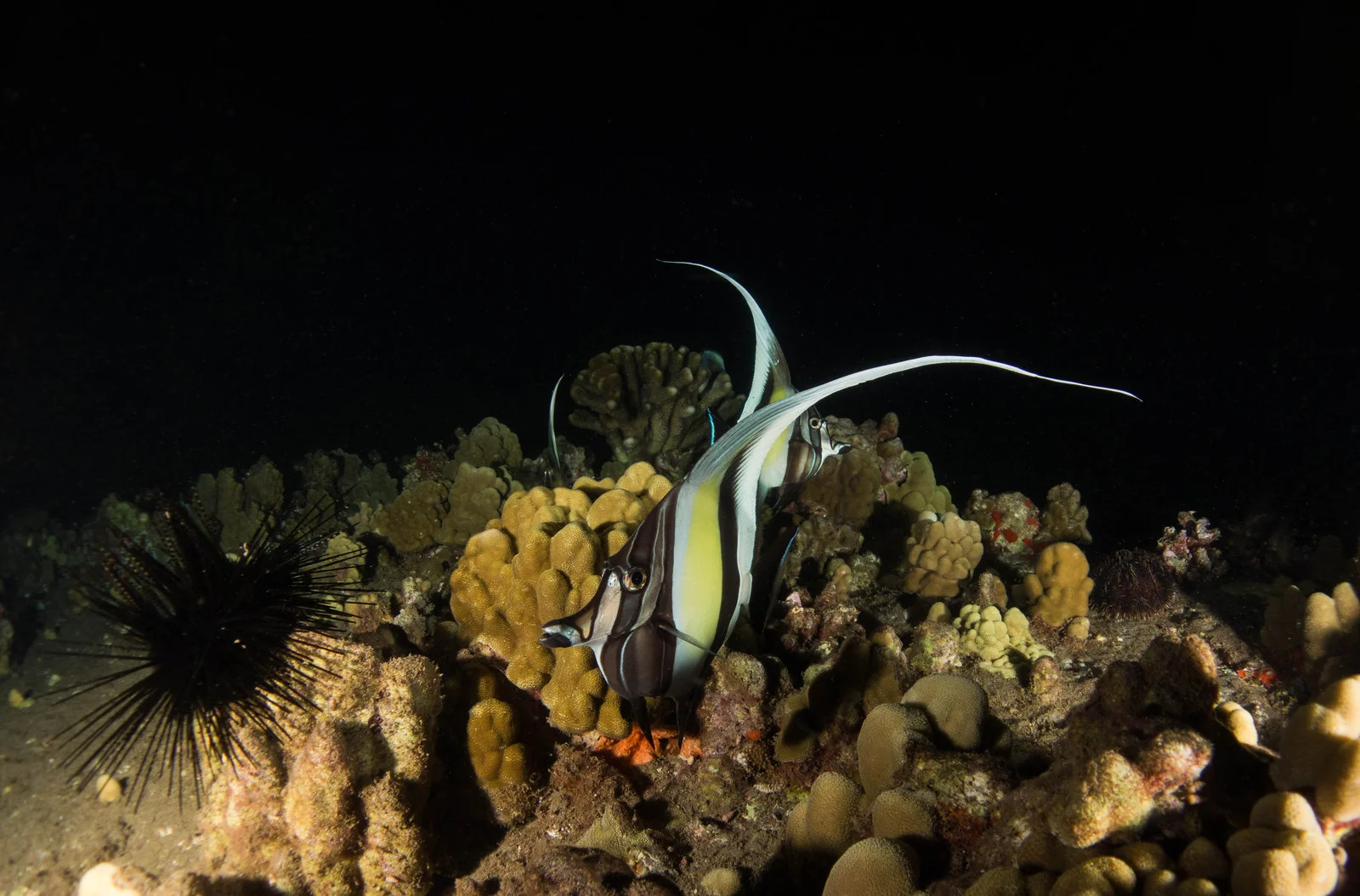 Moorish idols.jpg