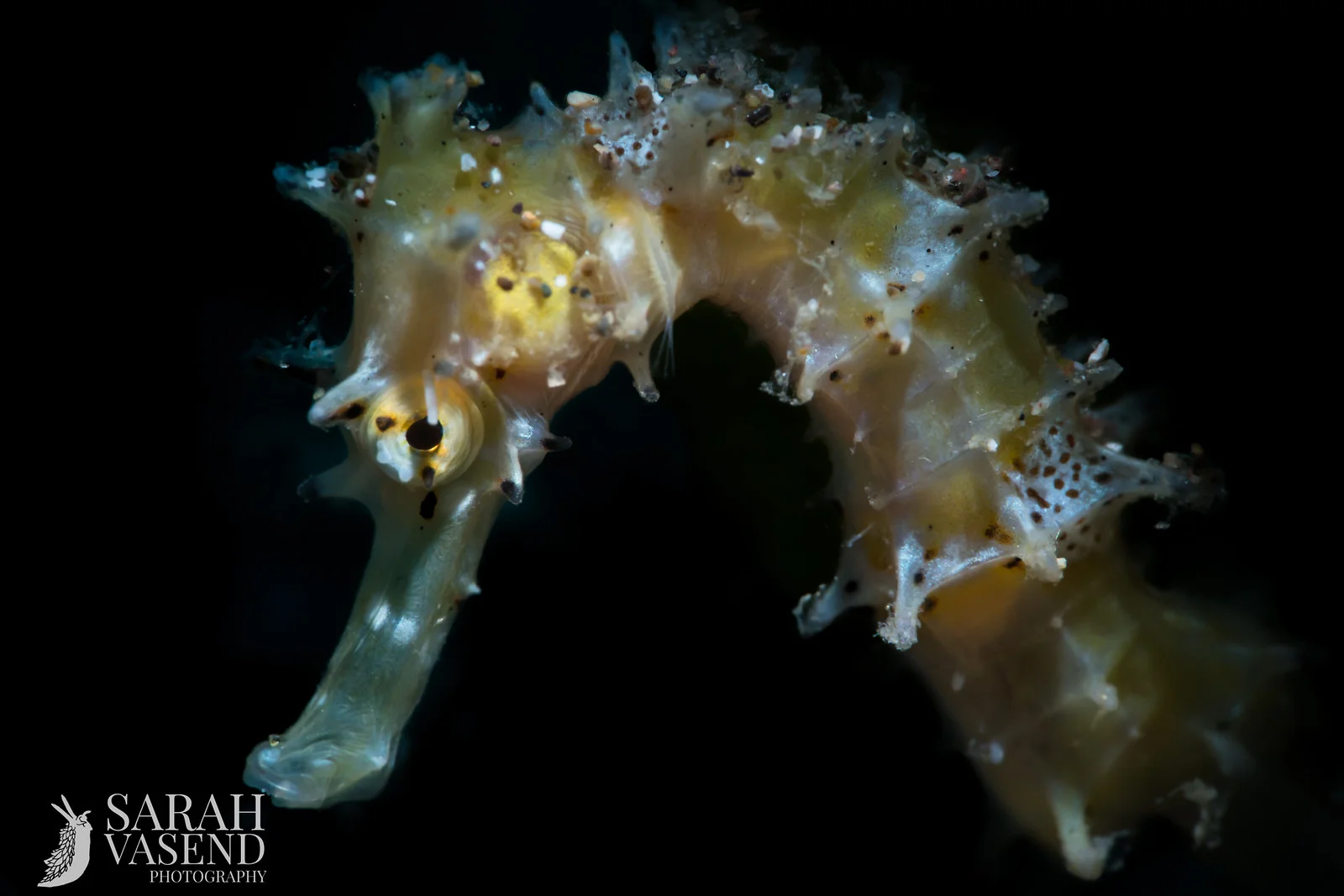 baby thorny  (1 of 1).jpg