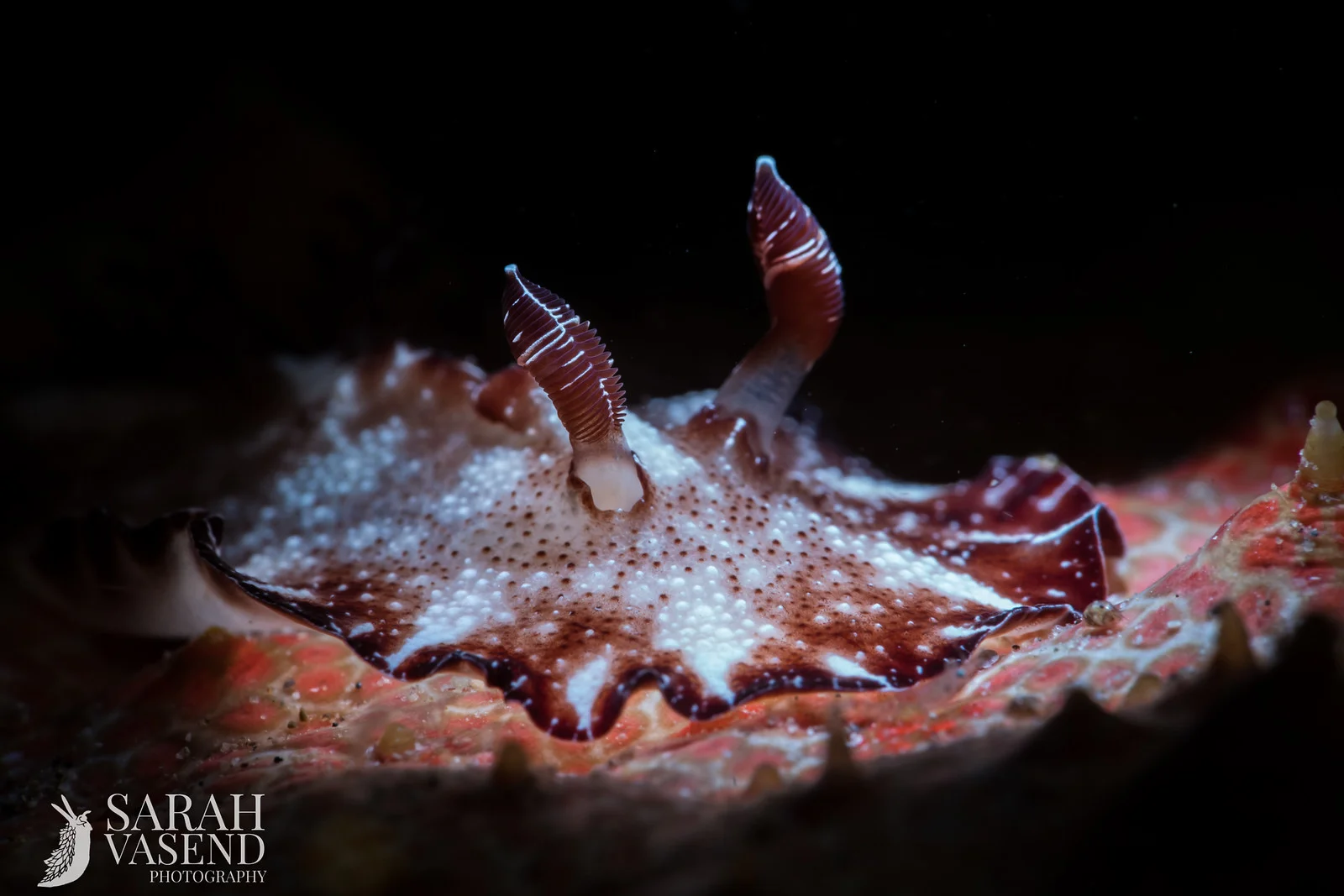 nudi on cucumber (1 of 1).jpg