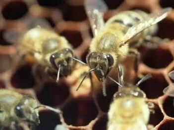 Could Bees Be The Answer To West Virginia's Coal Slump? | NBC News