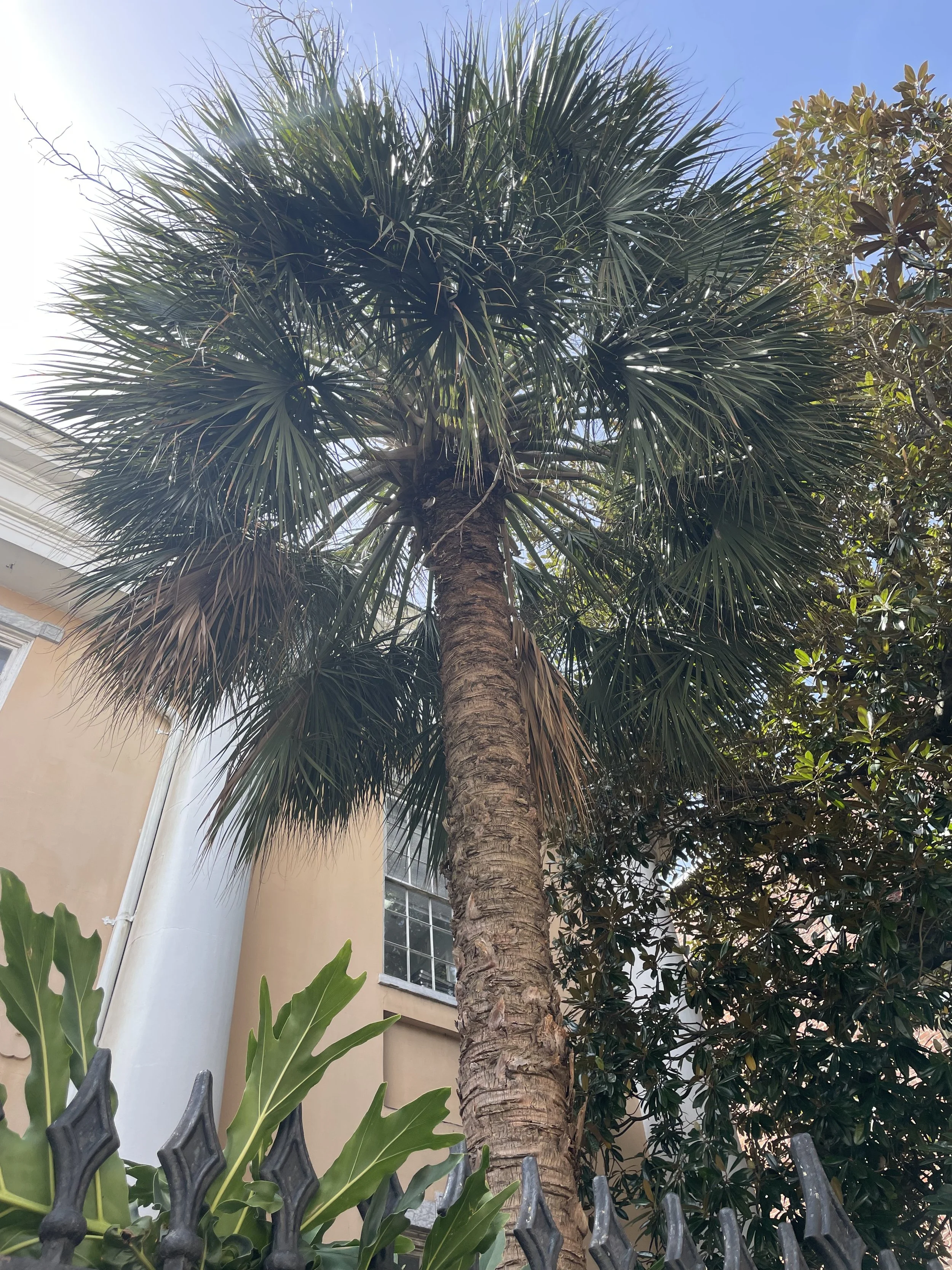 Palm tree from a trip to New Orleans