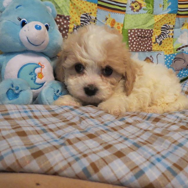 Look at this handsome guy ready for his furever home.#cavachon#puppiesforsale#cavalierkingcharles#toycavachon