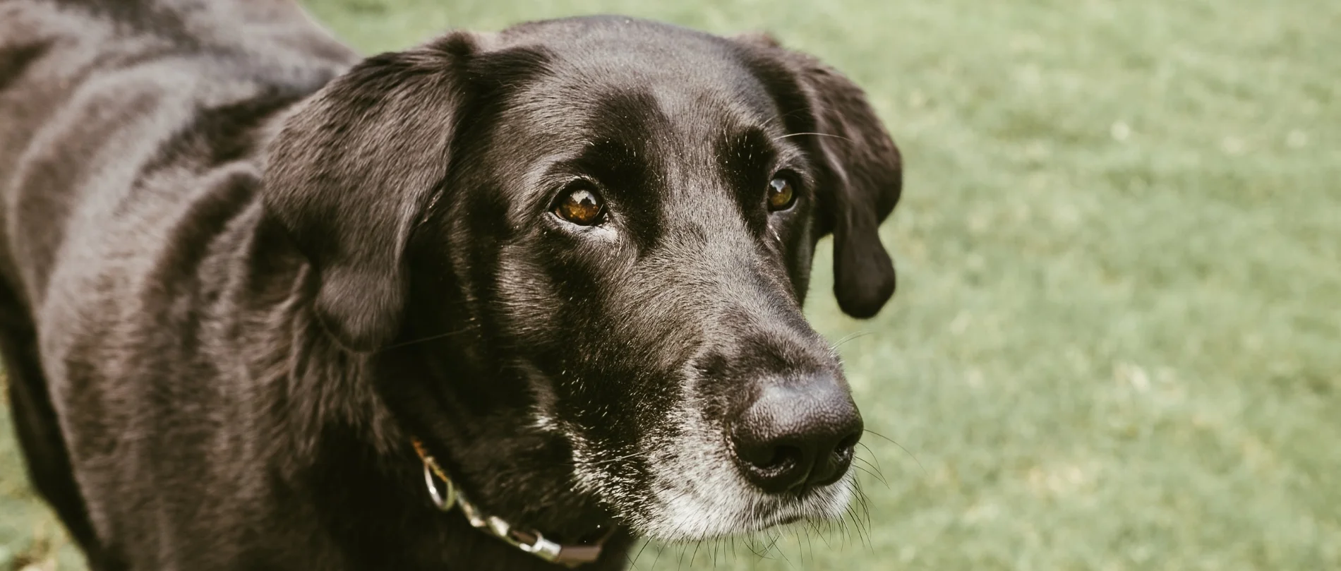 old dog.jpg